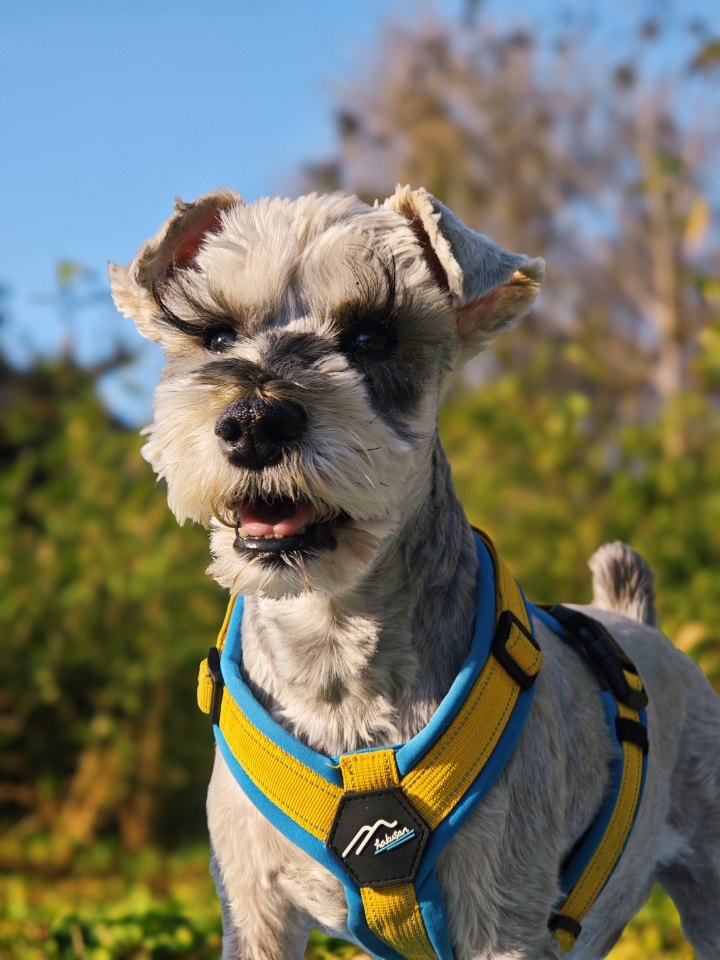 带小狗出去踏青，冬日郊游开心呀