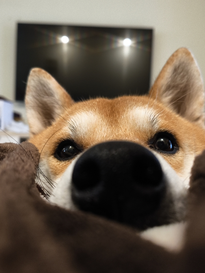 黑纽扣大鼻头攻击！🐶