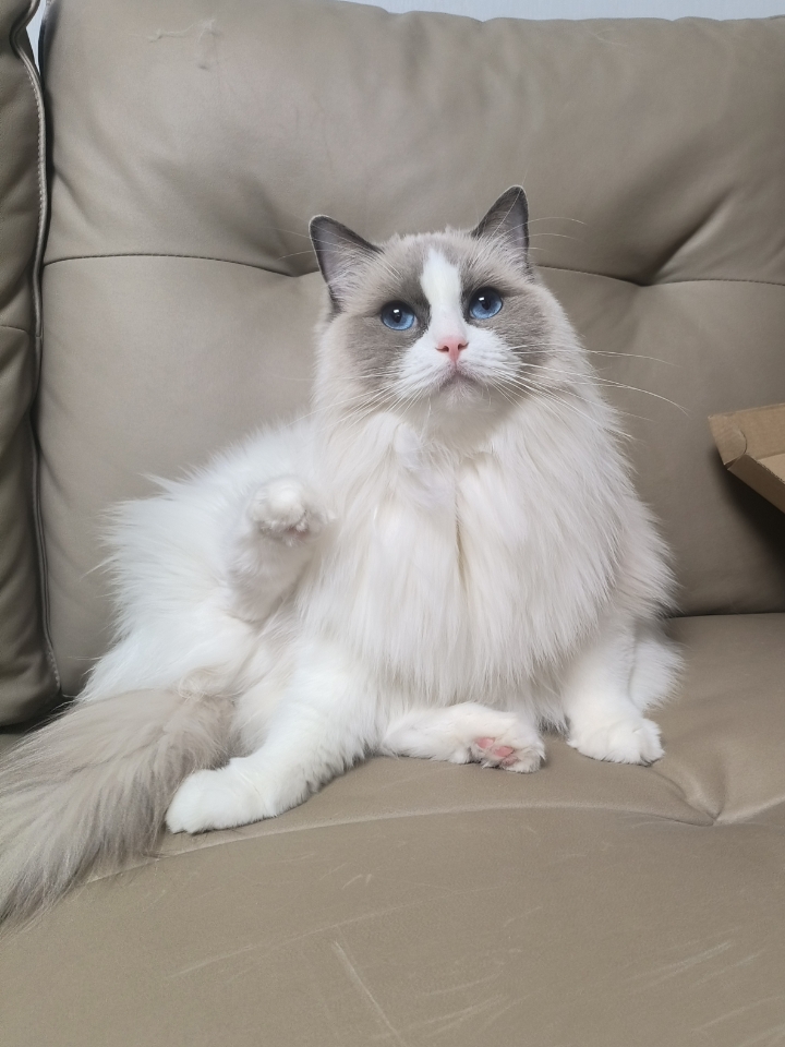 抓拍到一张可爱的灰灰！！太萌啦，眼睛蓝蓝的好亮呀！（but，这是个什么造型啊，是在耍杂技吗…小猫柔韧性真好欸！）