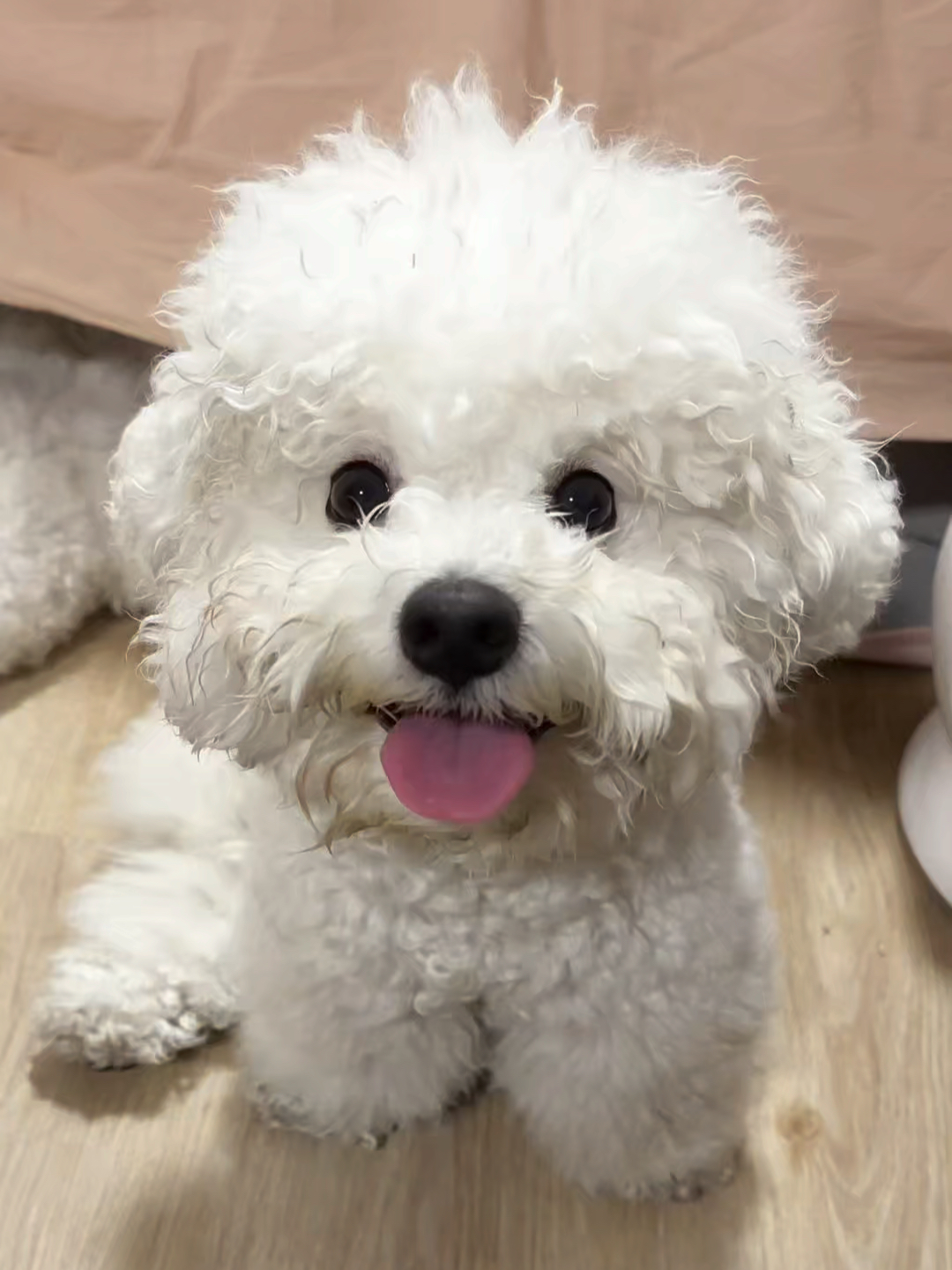 出门闻了好朋狗的尿后 回家就一直傻笑