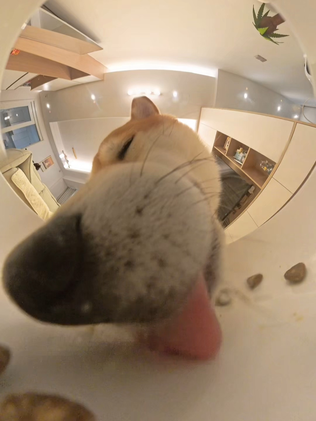 沉浸式体验|第一次当狗粮应该注意什么？