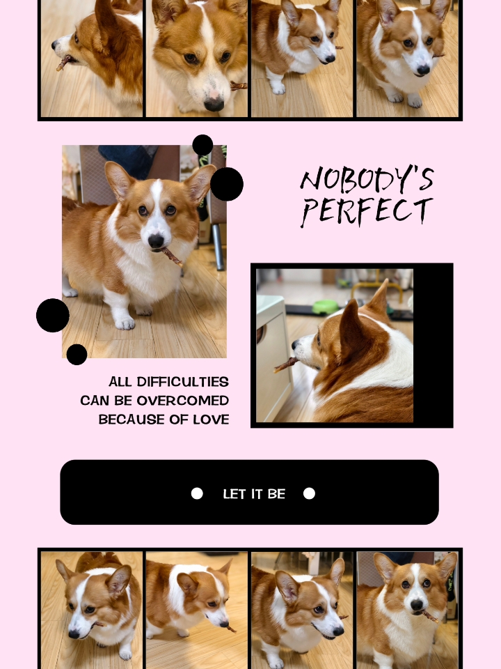 叼着个棍棍到处跑