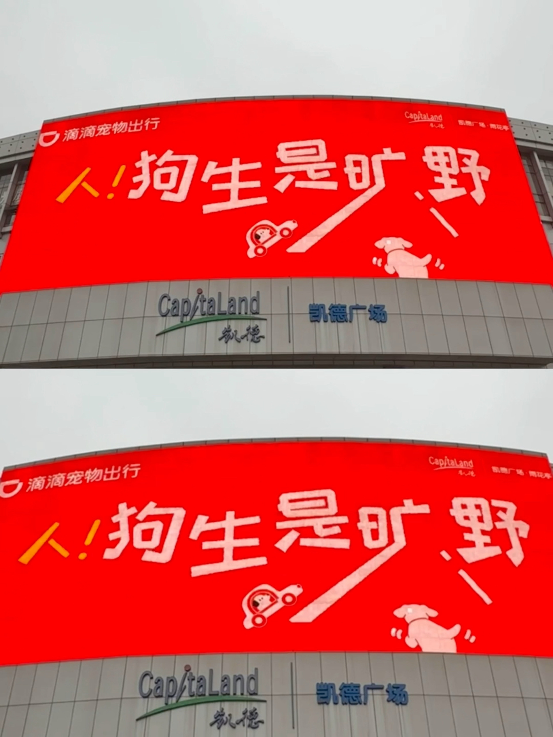 长沙宠物友好城市的含金量还在上升！