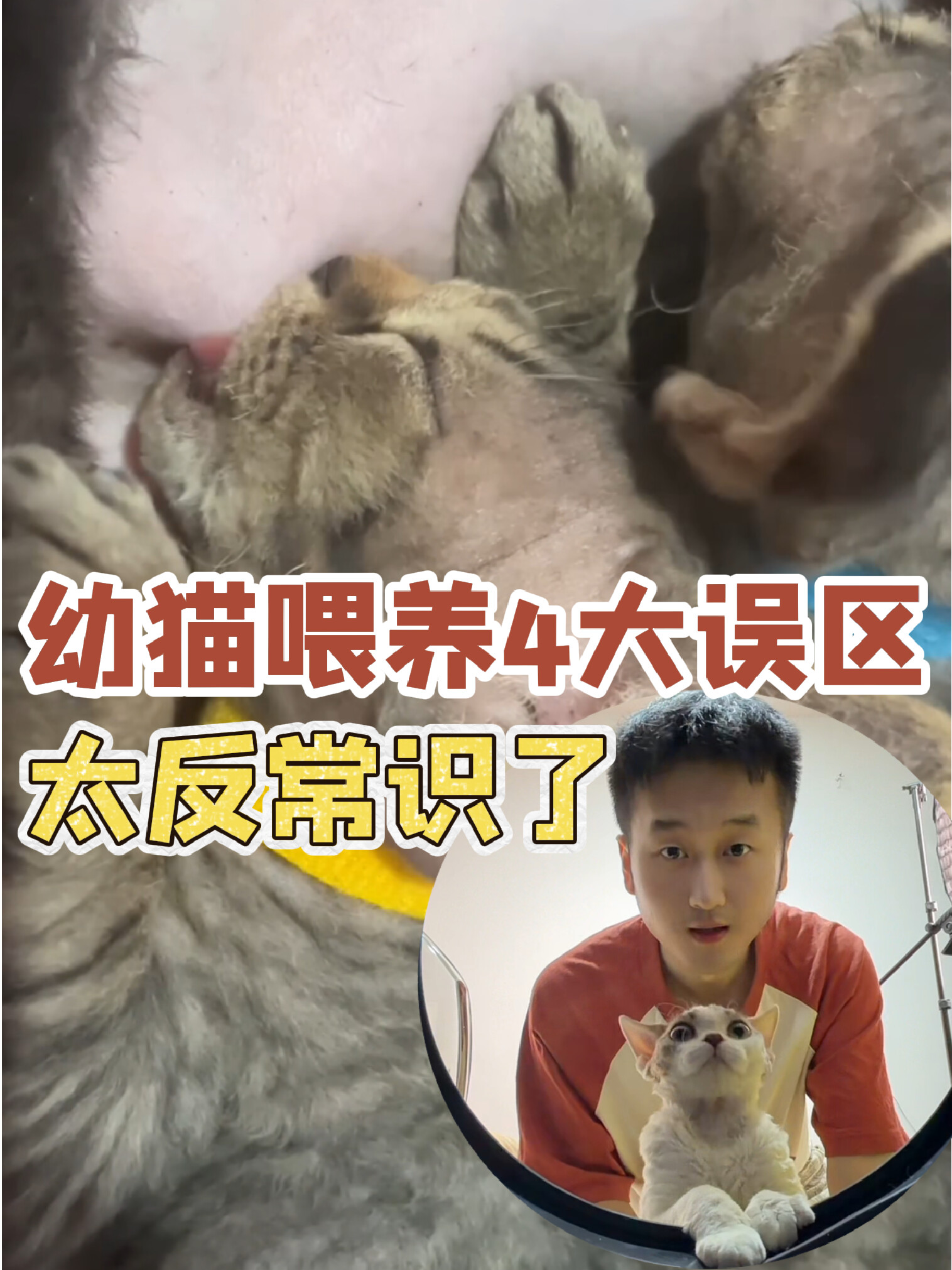 幼猫喂养都会遇到的4大误区，太反常识了