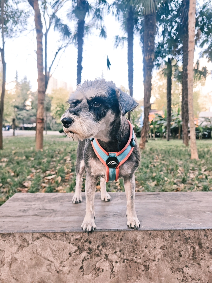 尝试着到底哪种风格的小狗会更好看一些