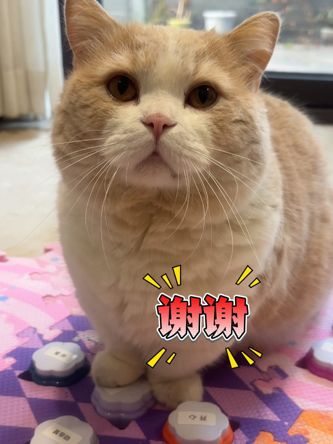 为了吃罐头，按了100次按钮