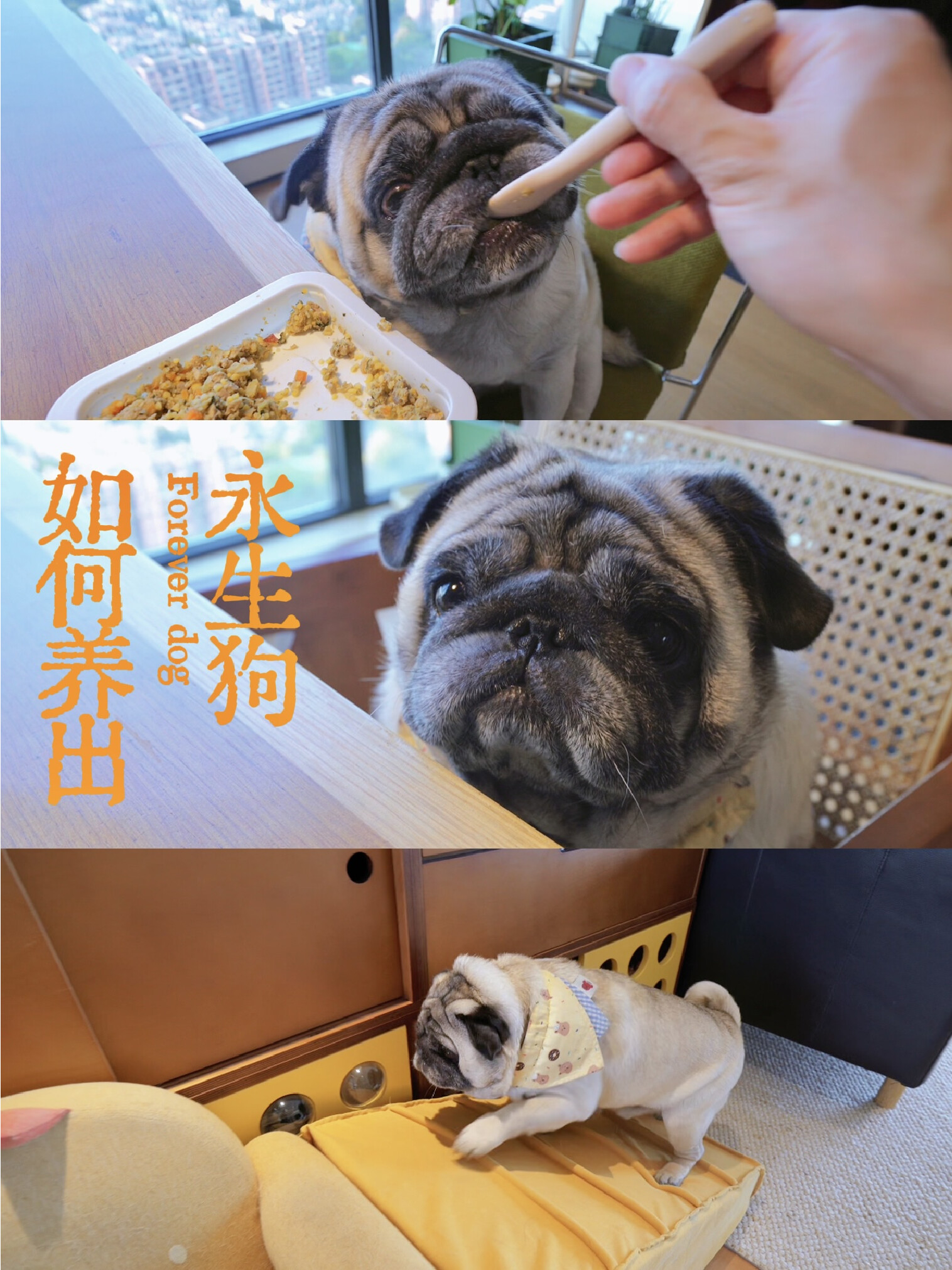 10后退休小狗的养生入门