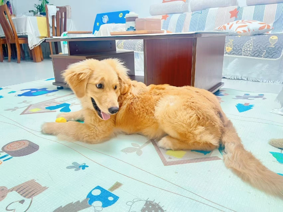 一、菠菜 菠菜富含铁和钙，对狗狗骨骼发育有好处，菠菜还含有类黄酮和胡萝卜素，具有抗/炎、抗/癌的作用。 二、大白菜 大白菜可以为狗狗提供多种维生素、食物纤维，可以促/进/消/化，脆脆的口感，狗狗也喜欢吃。三、胡萝卜 胡萝卜含有大量的胡萝卜素，能让狗狗的眼睛更好，还有亮毛的作用。 四、苦瓜 苦瓜有清热降火的作用，狗狗便秘有泪痕的、尿黄的时候可以喂点苦瓜汁，清火效果好。 五、卷心菜 含有硫和氯，可以帮...