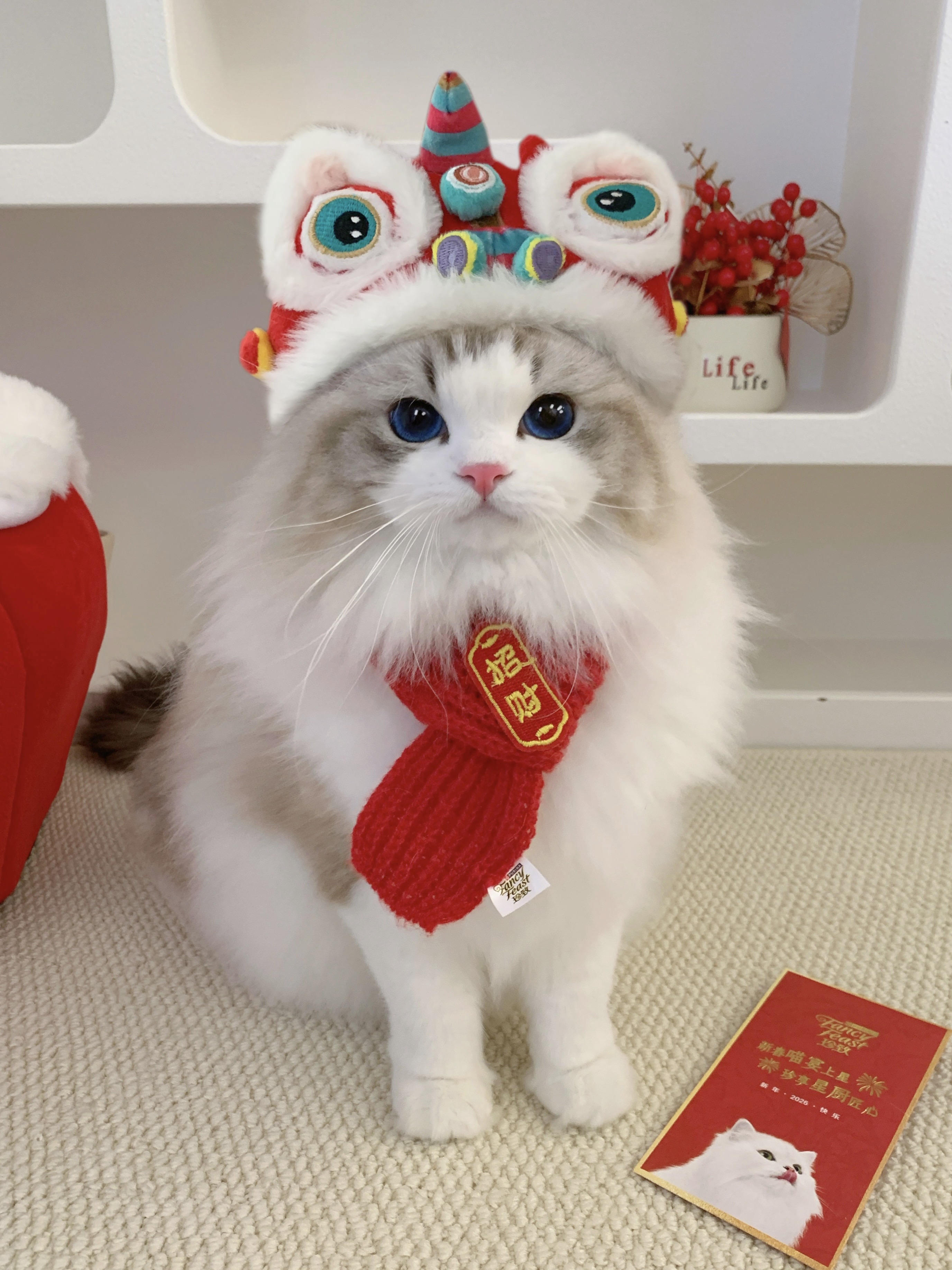 小猫新年也要有仪式感～