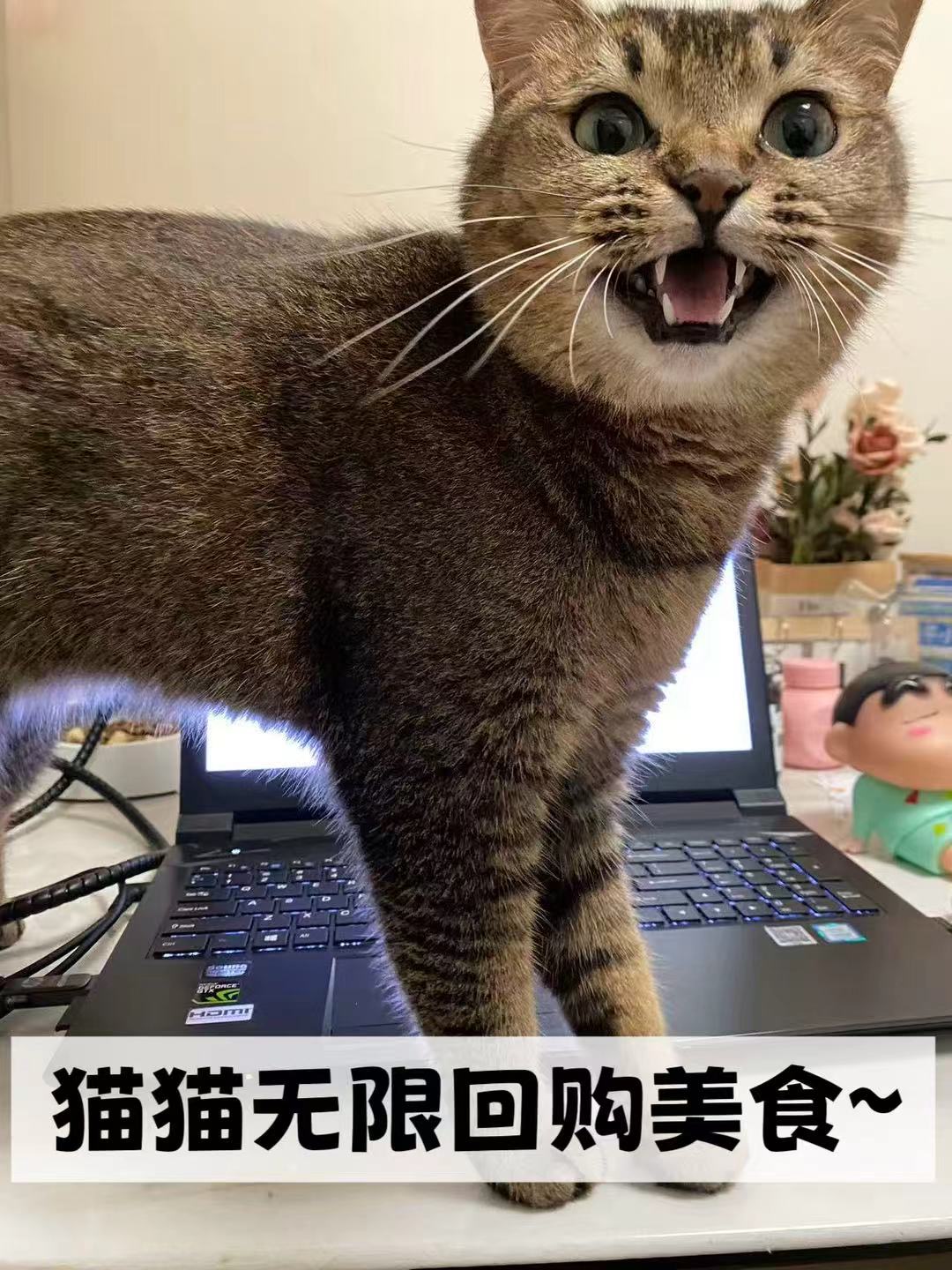 猫猫无限回购美食～