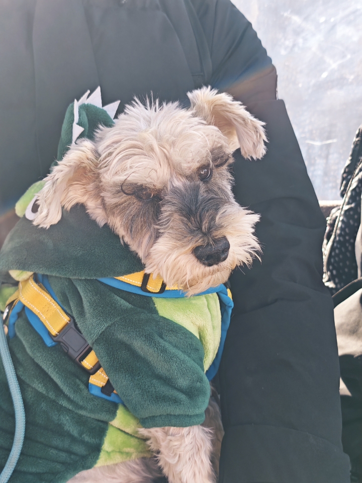 小狗坐缆车，紧张无比，还是需要见见世面的