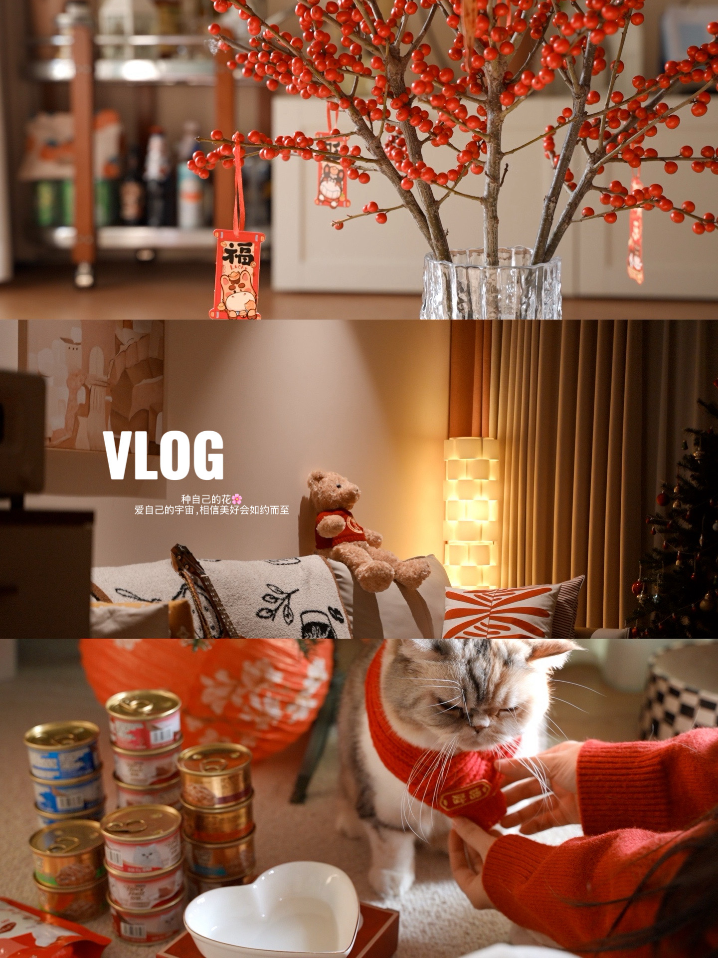 ISFJ冬日❄️宅家｜和小猫🐱相互陪伴的十年