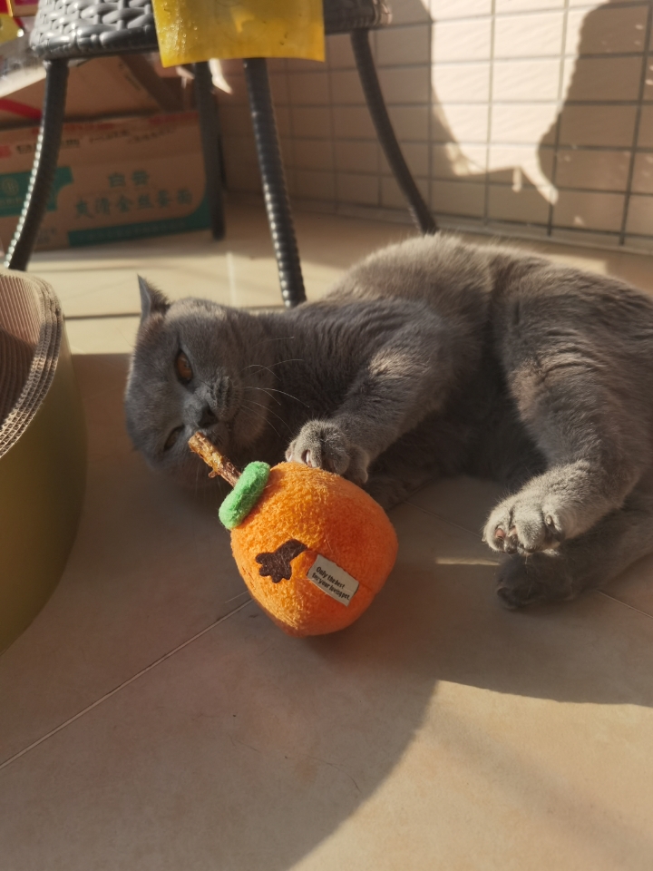 给猫咪入了Zeze的苹果木天蓼磨牙玩具，简直是解放双手的神器！天然苹果木搭配猫咪最爱的天蓼叶缠绕，刚拆封主子就兴奋地扑过来，抱着又啃又踢，自嗨模式瞬间开启。  玩具大小适中，方便抓握，材质安全耐咬，用了两周表面只有轻微牙痕，非常结实。天蓼的吸引力持续在线，偶尔还会看到猫咪一边啃一边陶醉地眯眼睛，磨牙解压两不误。相比一次性木天蓼棒，这款可玩性更高，还能替换天蓼叶包，设计很贴心。  清洗也方便，清水冲...