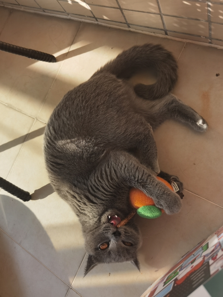 给猫咪入了Zeze的苹果木天蓼磨牙玩具，简直是解放双手的神器！天然苹果木搭配猫咪最爱的天蓼叶缠绕，刚拆封主子就兴奋地扑过来，抱着又啃又踢，自嗨模式瞬间开启。  玩具大小适中，方便抓握，材质安全耐咬，用了两周表面只有轻微牙痕，非常结实。天蓼的吸引力持续在线，偶尔还会看到猫咪一边啃一边陶醉地眯眼睛，磨牙解压两不误。相比一次性木天蓼棒，这款可玩性更高，还能替换天蓼叶包，设计很贴心。  清洗也方便，清水冲...