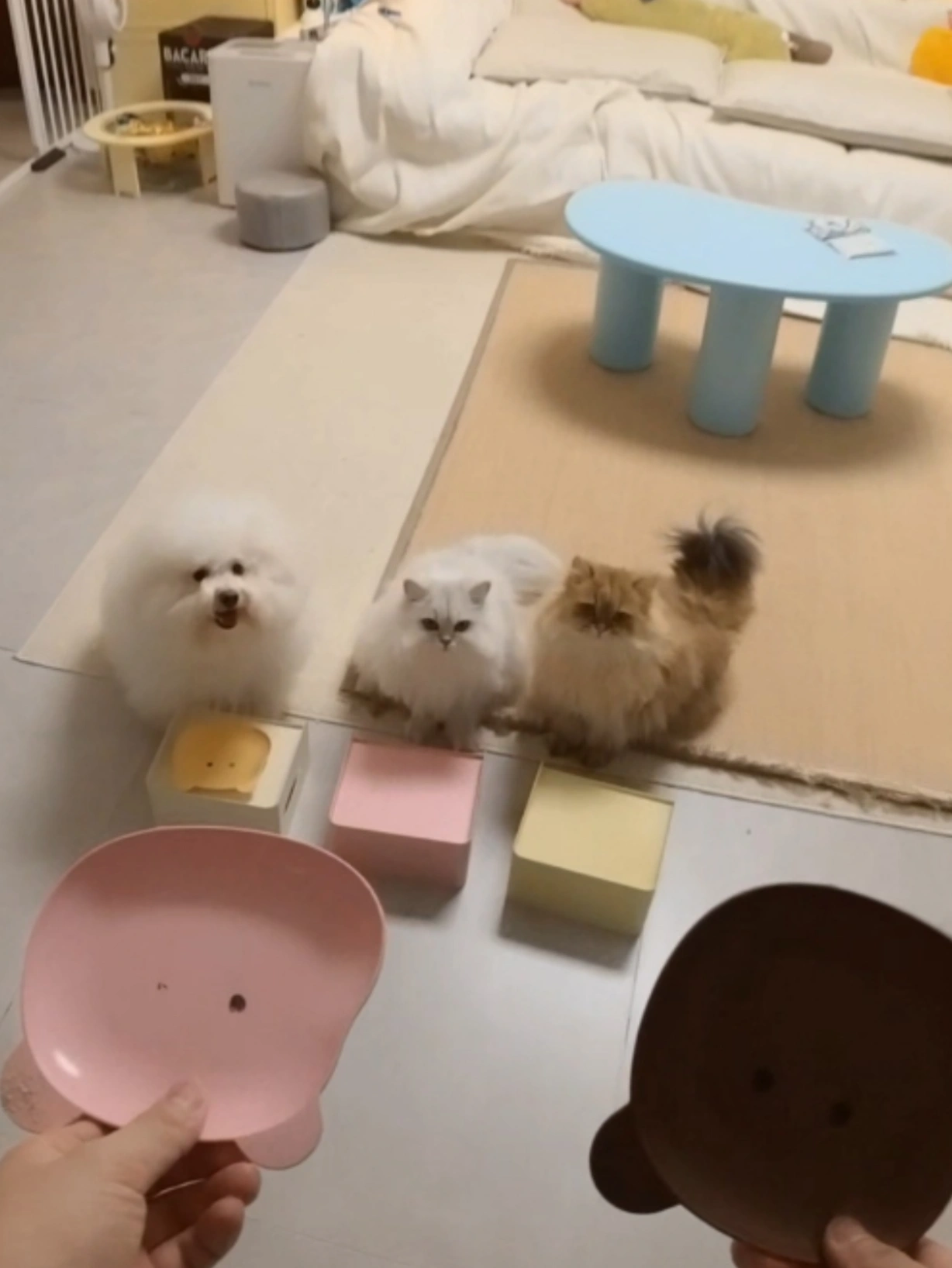 小猫小狗也要有自己的电视机