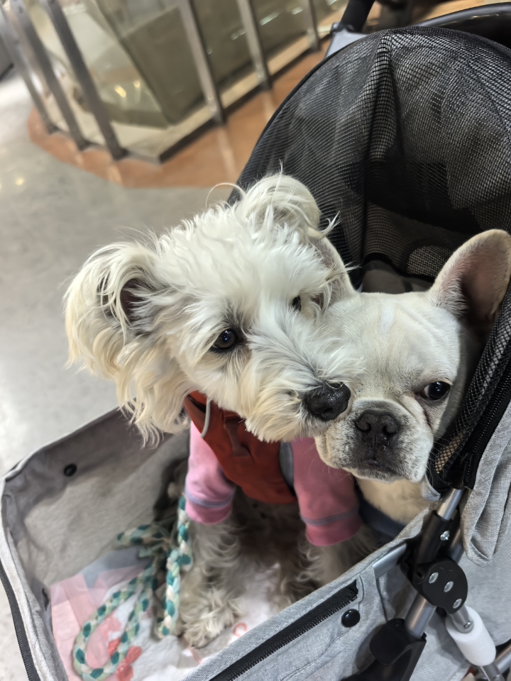 雪纳瑞姐姐与法斗弟弟的暖冬出街