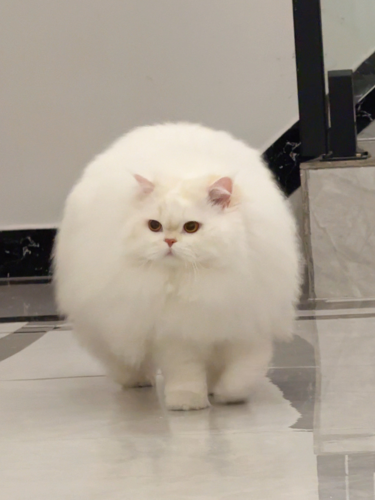 这是汤圆吧？！