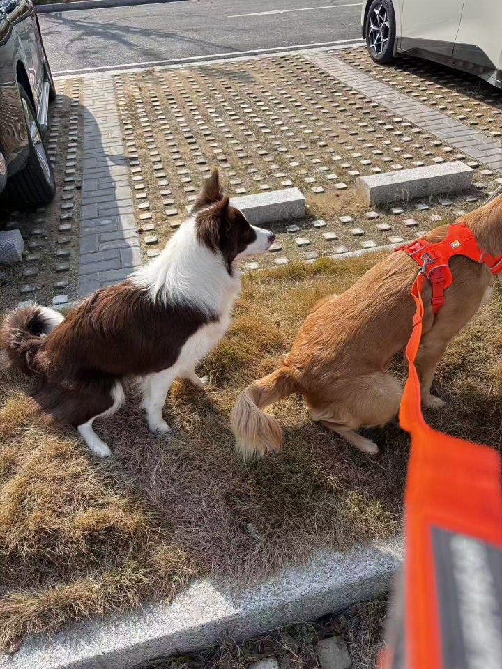 狗狗神经炎，用这真的效果好！  1.甲钴胺片 作用：可营养神经  用量：1天/1次/1片  2.大活络丸 作用：活血化瘀、疏通神经 用量：1天/2次/半颗  3.【复元定片】 作用：修复神经损伤、缓解疼痛 用量：1天/2次/按体重  4.维生素B1 作用：补充所需微量元素 用量：1天/2次/1片  狗狗吃这些会慢慢痊愈的，神经炎不是啥大病，千万别放弃！