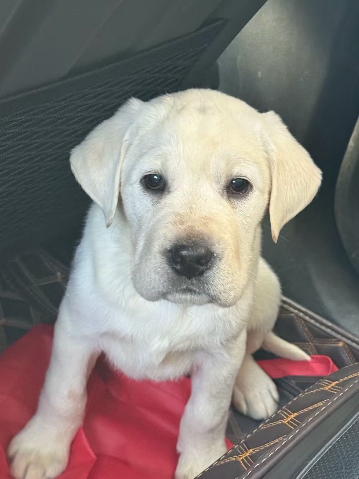 大家都知道，养狗并不是一件简单的事，小到吃喝拉撒睡，大到生病住院，算下来开销还是很大的。所以我总结了一下关于我穷养狗狗的一些小技巧，希望能够帮助大家花zui少的钱养出健康的狗狗。  一些省钱的狗狗用品 狗碗：不锈钢碗/陶瓷碗 狗粮：自制狗饭 自动饮水机：陶瓷碗+养鱼泵 卵磷脂：鸡蛋黄 鱼油：鱼肉 宠物奶：舒化奶  补钙：蛋壳粉、多晒太阳 维生素：人吃的就行，几块钱 冻干：水煮鸡胸肉 宠物湿巾：婴儿...