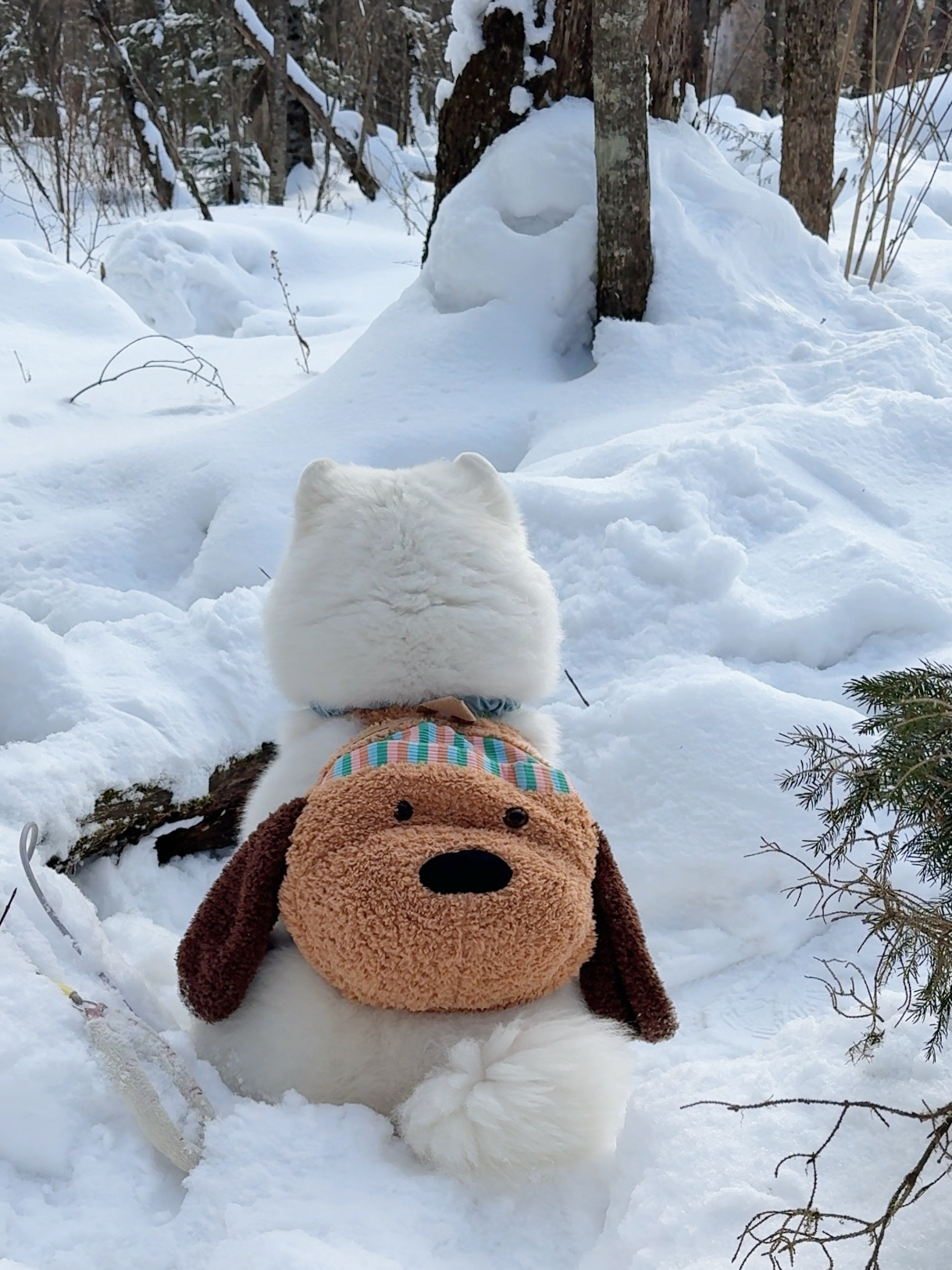 雪橇犬就应该待在雪地里