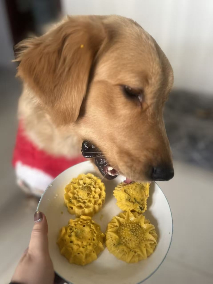 泰迪狗狗神经炎的详细记录！ - 我家狗子的生病情况： 尿失禁、弓背、排便失禁、唾液分泌增多没有精神、腿瘸 且不吃不喝、爱在床底角落里待着 - 去医院没有做核磁共振因为要去全麻怕我家狗狗受不了直接拒绝了，做了X光、血常规，最后确诊是神经炎。这次发病有些突然，医生怕过不了多久会恶化。 先打了几天抗生素然后拿了些维生素b1还有一盒【复元定片】（吃药大概一个多星期又发烧了）又去了医院说可能炎症还是没有消下...