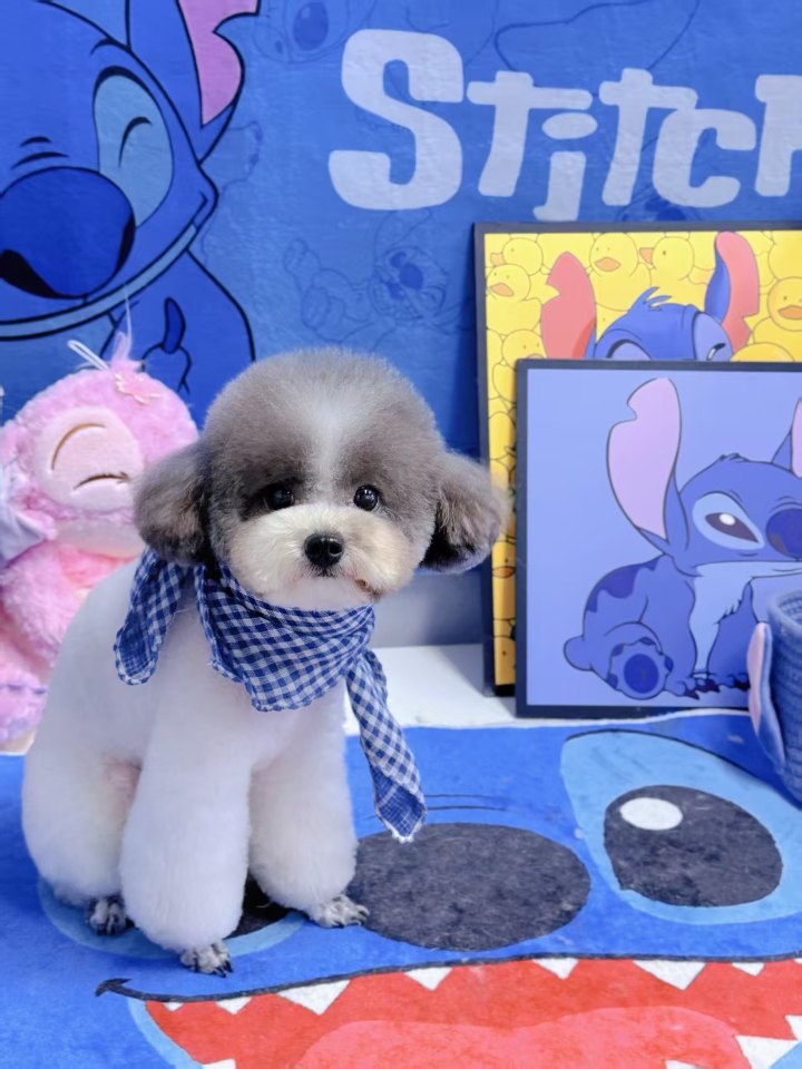 我家狗狗今年三月份，前段时间出去玩被车吓到了，就感觉有些不太正常了，随即就带去医院做检查，各种检查下来后被诊断为神经炎，也吃了各种各样的药，换了好几种配方，又是针灸又是照灯的，受了不少的罪。  Yao方:  💫1、【甲钴胺】，0.5mg/片，早晚各一片(改善神经元传导)  💫2、【维生素】，2/片，每日两次，(加速神经细胞发育.修复神经受损)  💫3、【复元定片】维生素B1，10mg/片，每日一次...