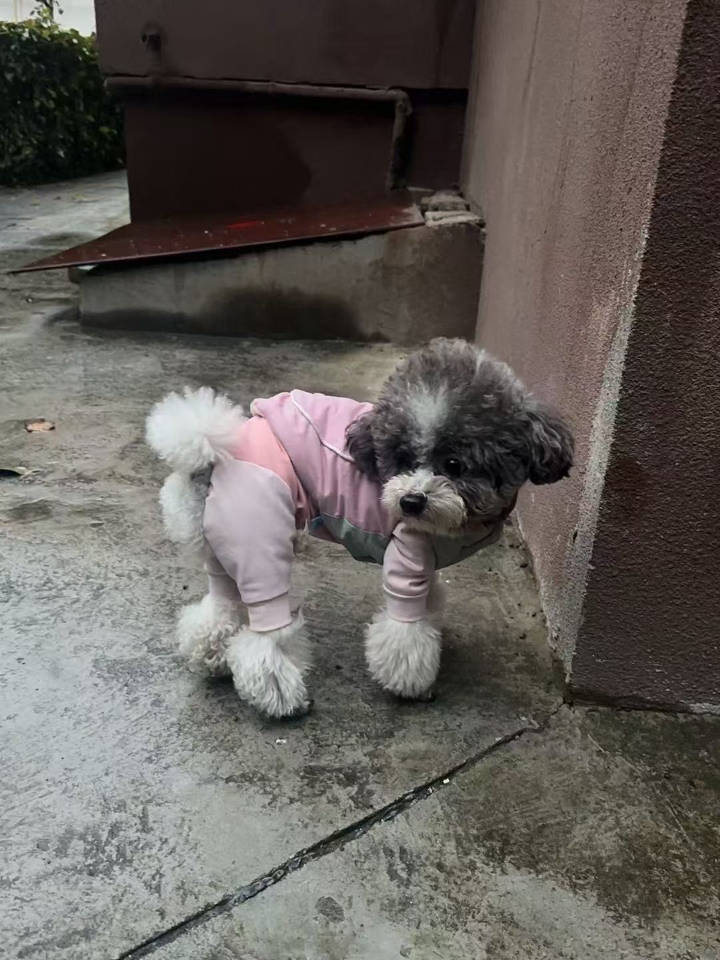 作为毛孩子家长，我最怕的就是夏天，因为夏天是狗神经炎高发的季节，很容易复发，轻则折腾一两周，重则一两个月，我家宝甚至有一次还跑出家门走丢，找回来花了不少功夫。 ————————————————— 因为有了多次的狗狗神经炎实战经验，这次我家狗狗神经炎复发，我就没去医院，靠着自己的经验，给狗狗喂得药，便宜又好得快!!  亲测有效，希望能帮助到有需要的家长们!! 【葡萄糖口服液】： 这个几乎是所有神经炎...