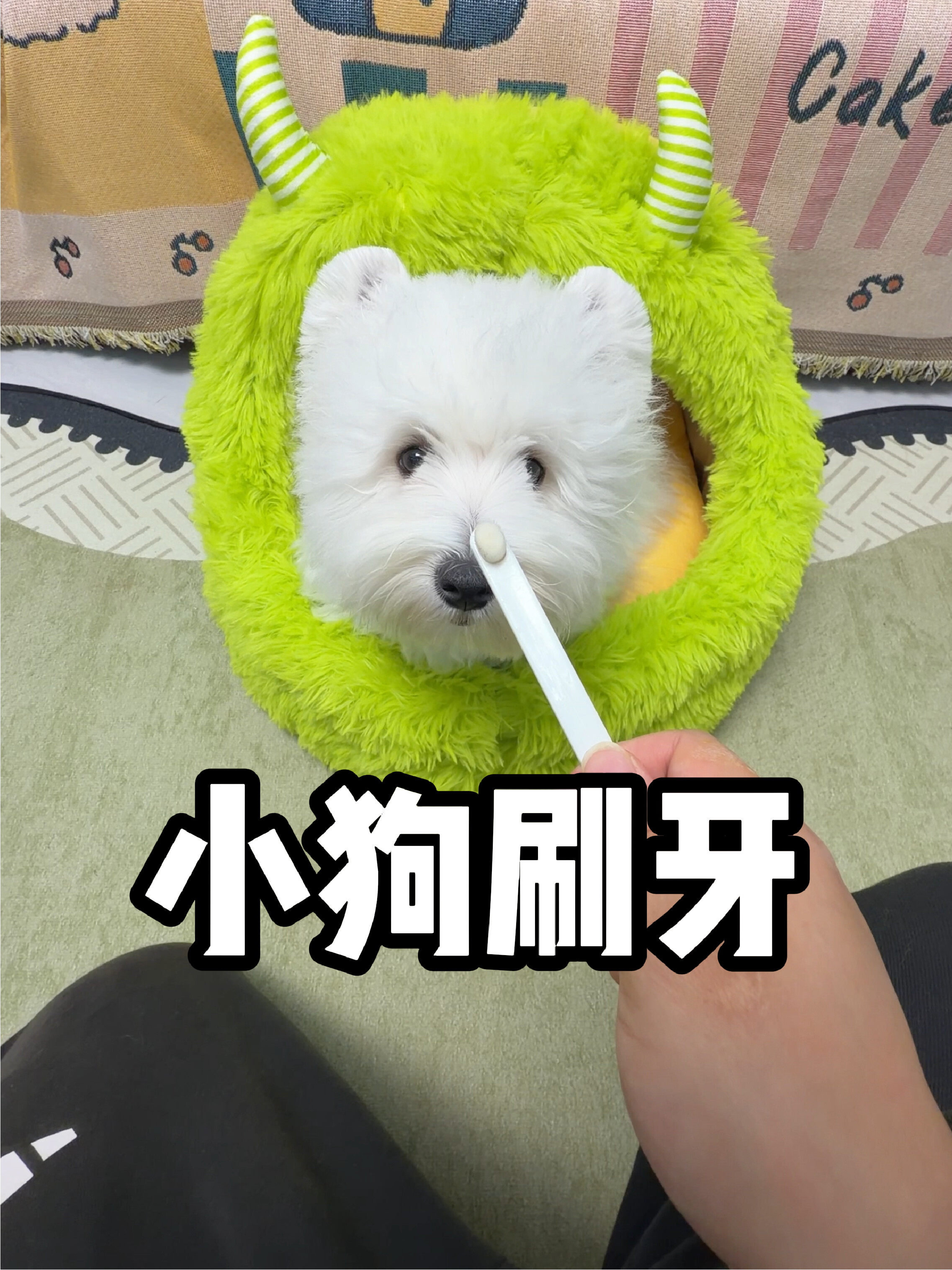 5w西高地到家的87天 | 小狗刷牙脱敏