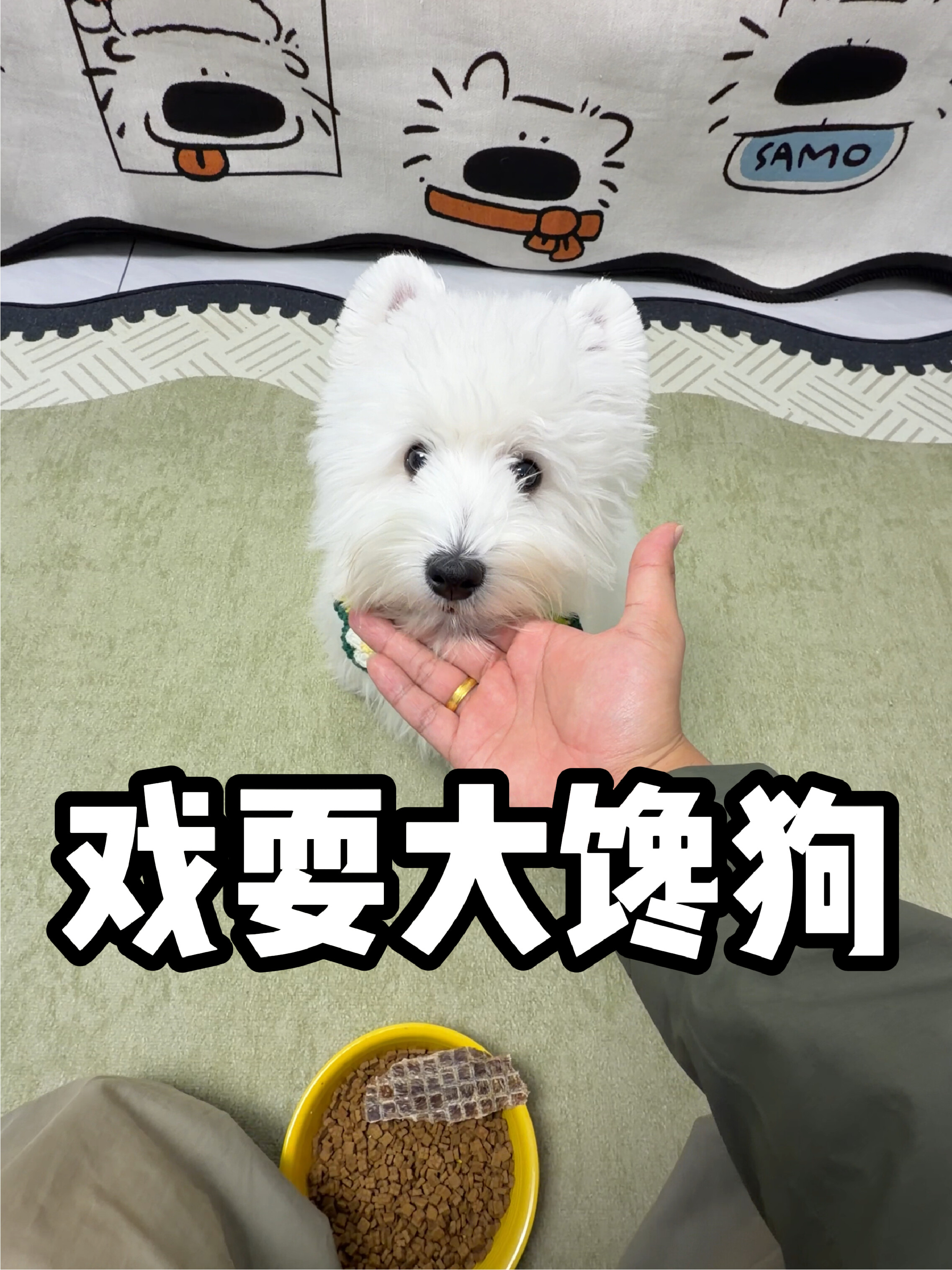 5w西高地到家的66天 | 戏耍大馋狗