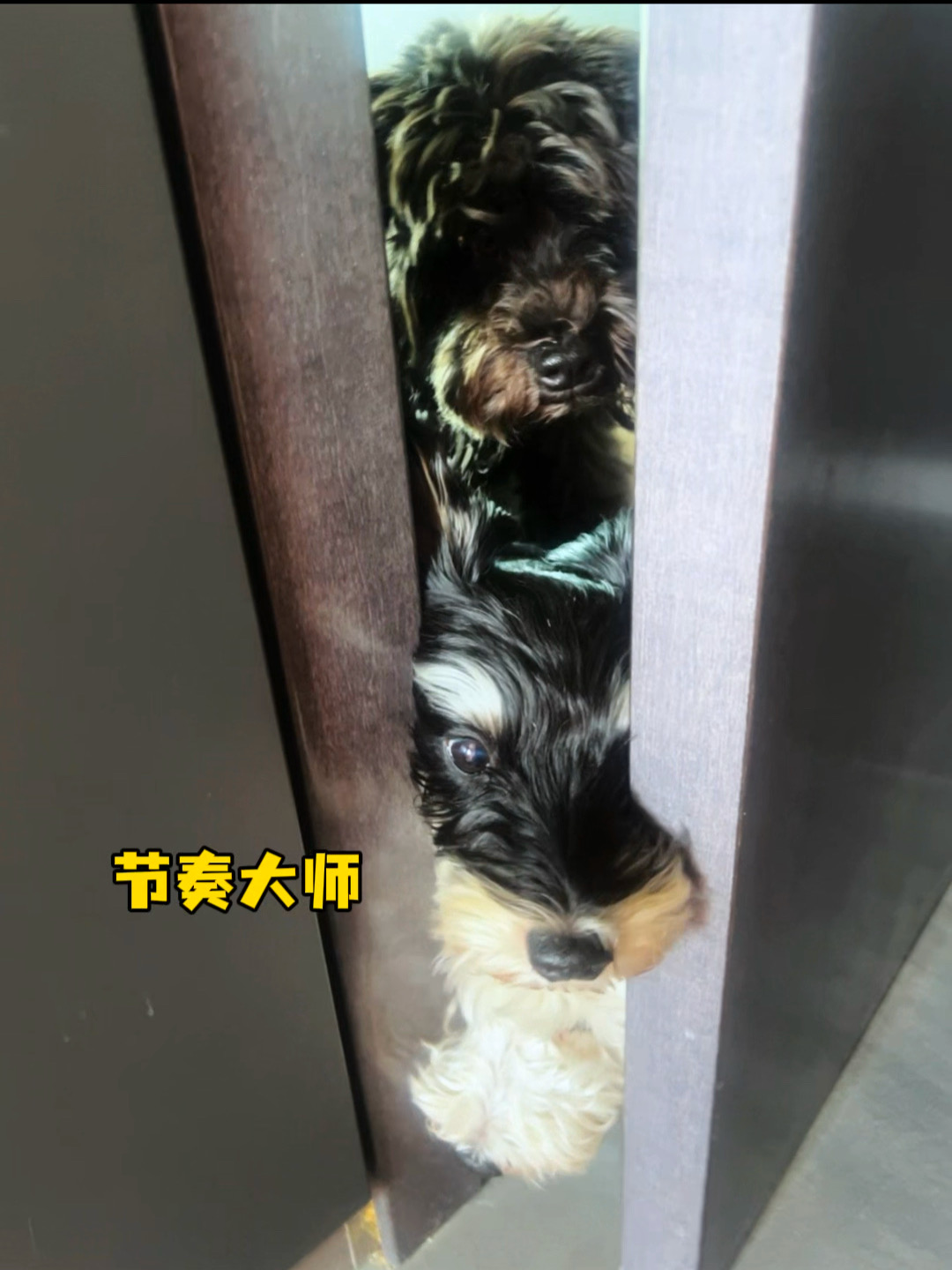 当小狗有了小猫