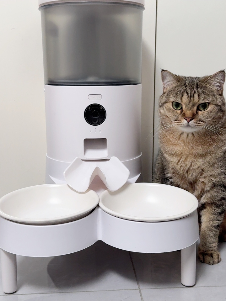 我家猪咪们第一次见“高科技饭桶”的反应笑不活了🤣