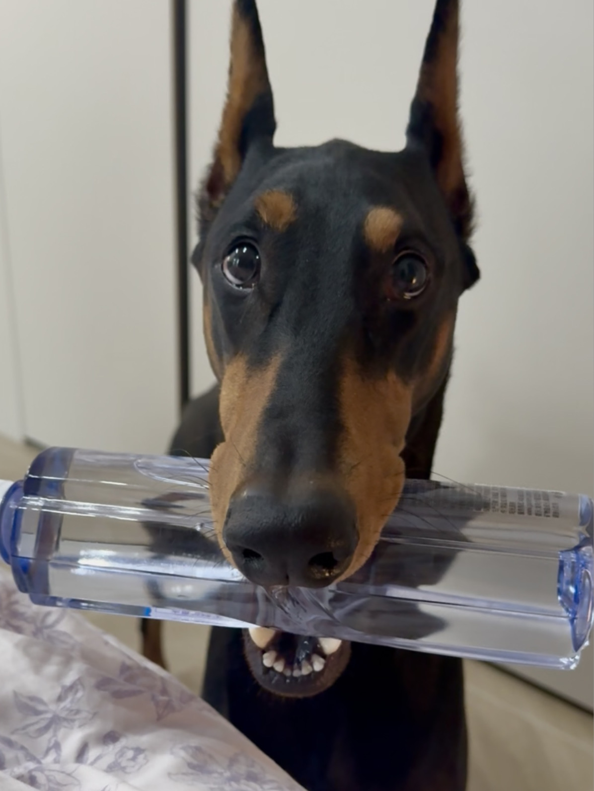 小狗真的天生拥有爱人的能力🥹