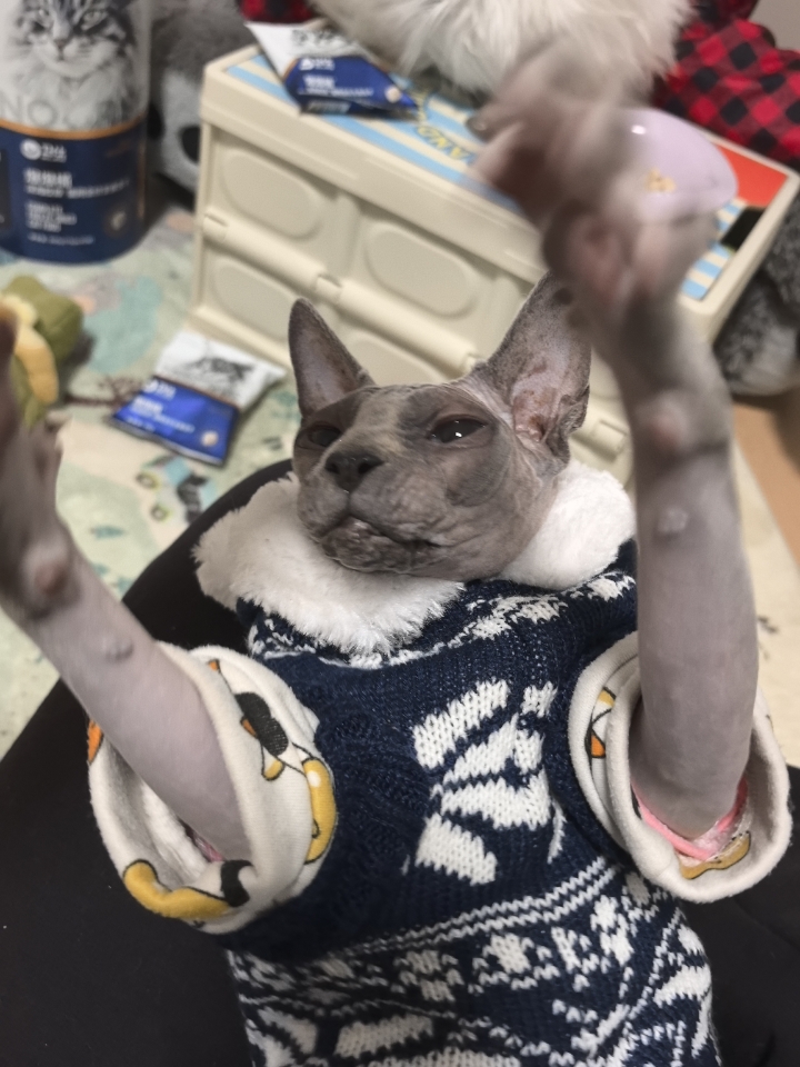 养一只无毛猫是什么体验