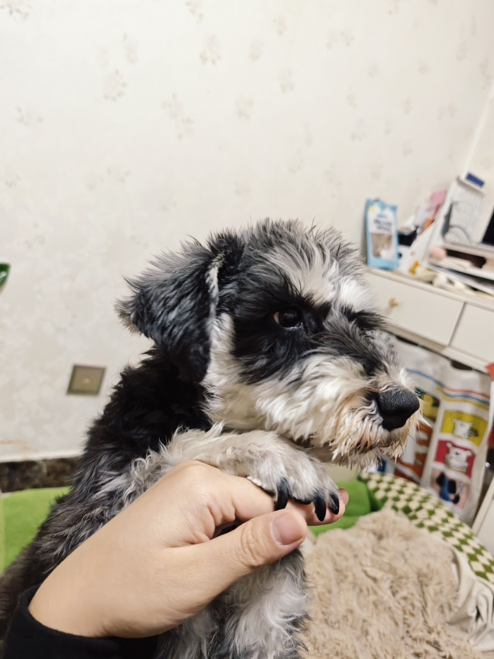 给小狗烘干零食啦