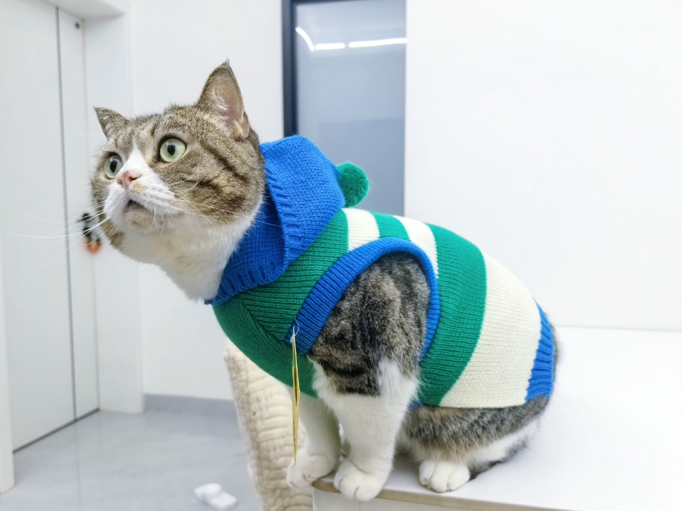 zeze宠物冬季保暖毛衣连帽卫衣测评