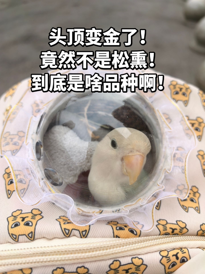 越来越黄了？你到底是啥品种啊！