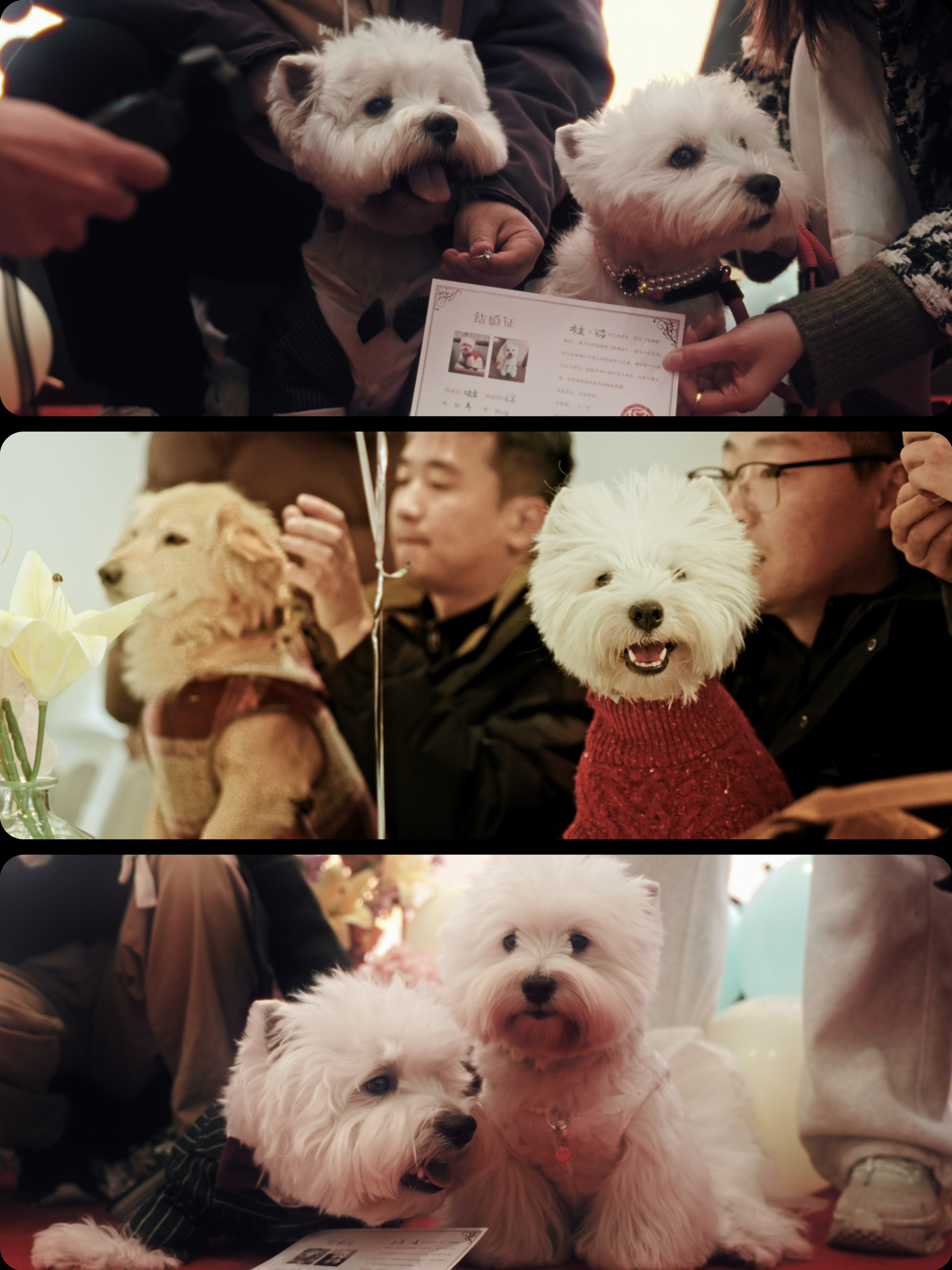 从玩伴到家人，一场关于陪伴的仪式