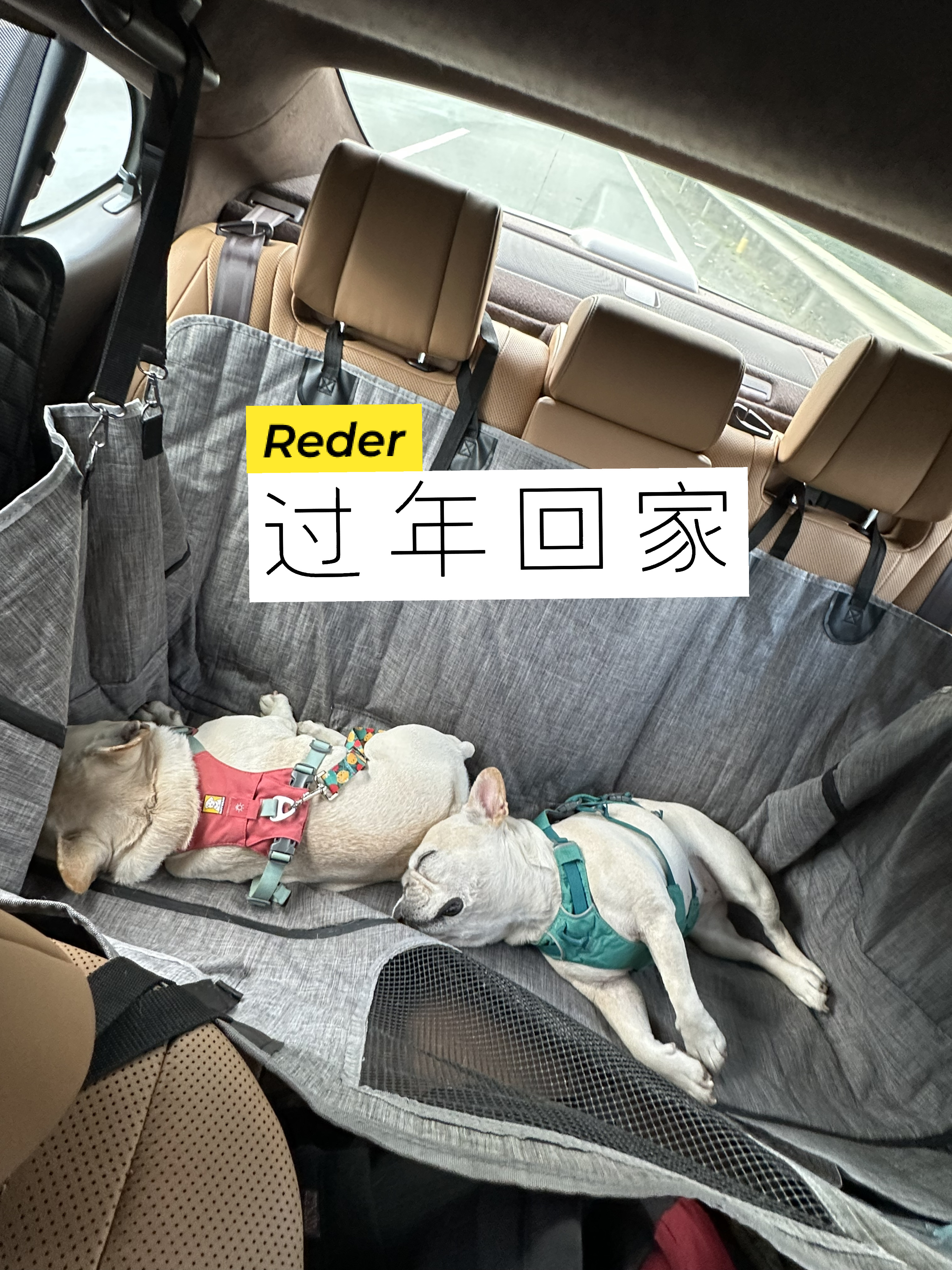 狗狗不晕车完整坐车指南