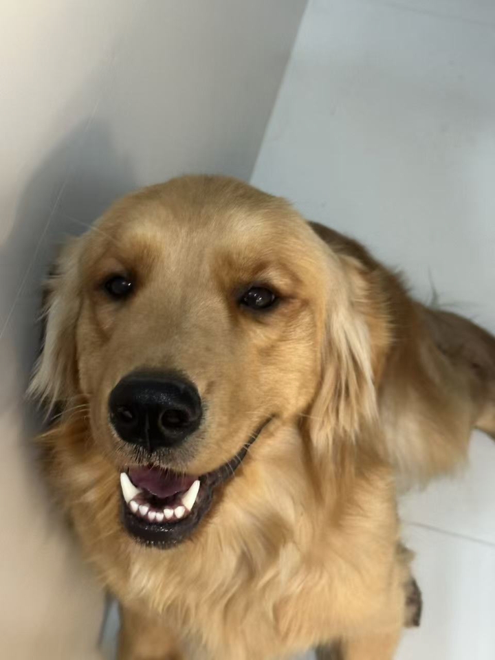 开车带狗狗去看神经炎，却被罚款了。。。 前两天晚上狗狗半夜突然开始尖叫，还不停抽搐 我吓坏了，赶紧带着狗狗去医院 路上因为太着急，感觉好像违章了 当时只想着带狗子看病，其它都顾不上了  还好到了医院，医生说没啥大事，开个药回去吃半个月就能好 有复.元.定.片、甲钴胺、维生素b1、美洛昔康之类的  ➡治L狗狗神经炎的用葯（仅供参考）： ❶甲钴胺片（一次一片，一天两次）：营养神经 ❷大活络丸（一次半个...