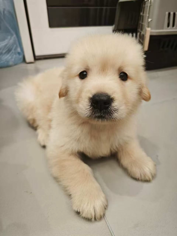 很多人可能还不是很了解什么是狗狗神经炎，可能觉得狗狗莫名其妙的尖叫，甚至因为不了解错过蕞佳治时机，从而导致狗狗瘫痪，甚至危及到狗狗的生命安全！ - ✅先说下狗狗神经炎的主要原因； 先天性神经出现问题 ；狗狗缺乏维生素b引起的 ；体内有寄生虫引起的真菌感染；狗狗着凉，中毒，中暑，受到刺激等外界因素 - ✅其次说一下神经炎的症状； 四肢无力甚至后腿无力，脖子僵硬，弓背，不能正常俯卧，不喜他人碰，莫名其...