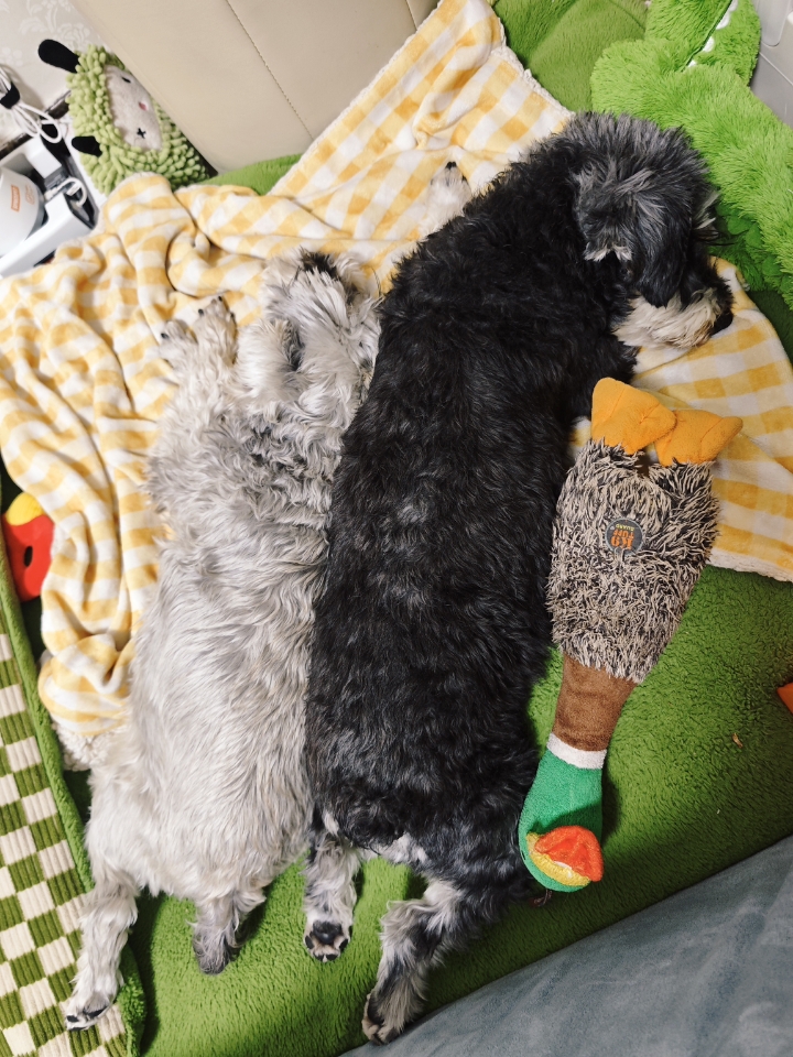 分享一下小狗的睡姿