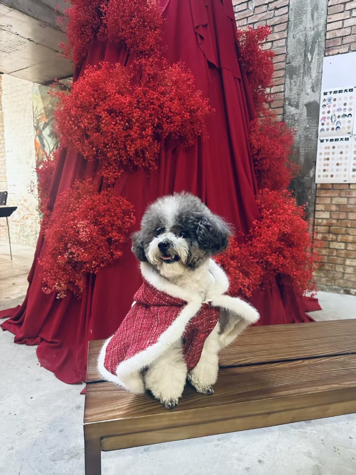 今天，我经历了一个让我心碎的瞬间。在街角，我目睹了一幕让人难以置信的场景——城管在处理流浪狗的问题时，采取了极端的手段。那一刻，我感到了深深的无力和愤怒。 流浪狗，它们曾是某个家庭的宠物，是忠诚的伙伴，是温暖的存在。但命运的残酷让它们流离失所，成为街头的孤魂。它们的眼中满是迷茫和恐惧，它们渴望的只是一点食物和一个温暖的角落。 我知道，流浪动物可能会带来一些社区安全和卫生问题，但这绝不是我们用暴力对...