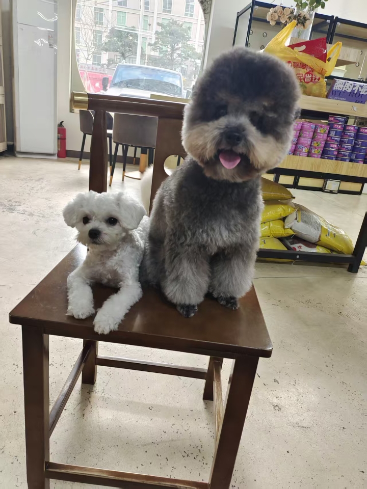 狗勾不能说话，所以就算得了神经炎(幼犬老年犬高发病)也只能通过一些表现，给铲屎官传达“我生病了”的信息。  狗狗神经炎3大求救信号: ⚠四肢无力、走路不稳、甚至瘸腿、无法站立 ⚠抽搐、吐白沫 ⚠莫名尖叫、一碰就叫  神经炎治L用药： ✅维生素b1(补充维生素b) ✅复元定片(治L神经损伤) ✅甲钴胺片(营养神经)  Ps:半个月至1个月即可痊愈！ 神经炎预防： ☑注意保暖，不能着凉，天冷睡觉给狗狗...