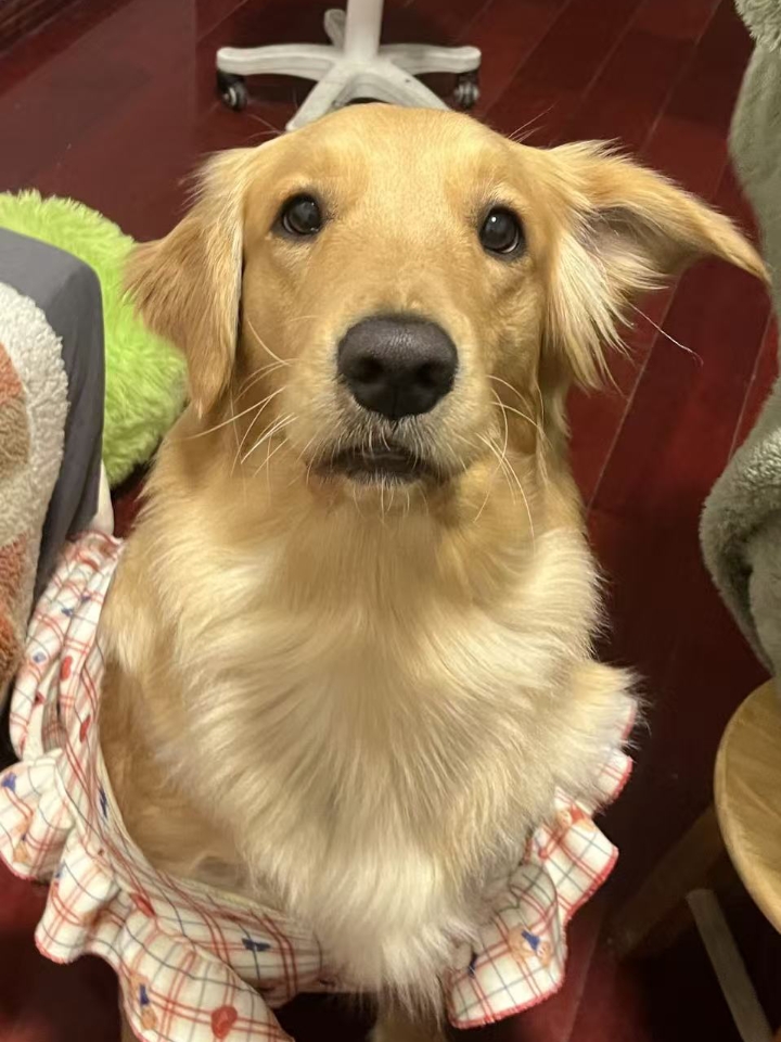 👉先说一下我家狗狗的症状👇👇： 1.四肢没力气，腿夹着尾巴 2.时不时的惨叫、痛叫 3.后腿瘫痪、食欲不好 4.狗狗时不时的肌肉抽搐 👉我家狗狗的用药💊💊； 1.甲钴胺片：含维生素12，增加食欲，一天一次/一片 2.美洛昔康：止痛，消炎，一天一次|一片（不能连着吃） 3.【复~元~定~片】：宠物专用，修复受损神经，抗癫痫抗惊厥一天两次/两粒 4.维生素b1：补充维生素，一天两次/一粒 5.大活络丸...