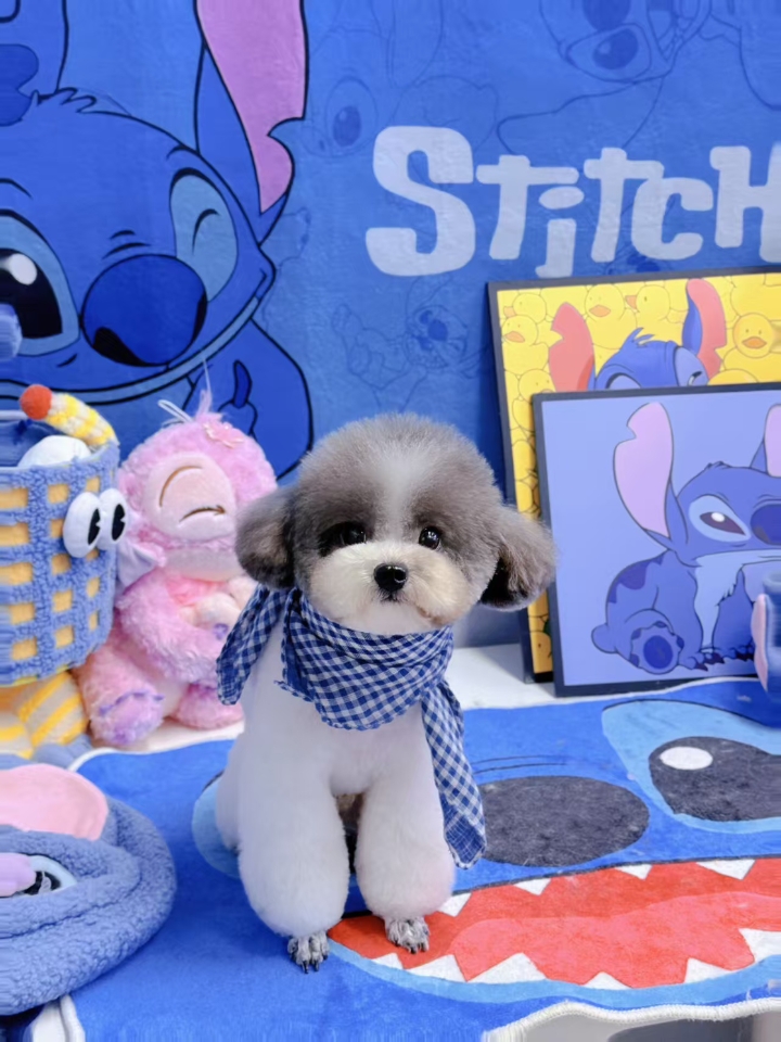 说真的，猫猫神经炎是最容易被忽视和误诊的，因为神经炎症状与缺钙症状比较相似，很多人觉得补钙就行了，没必要自己下自己，事实确是如果误诊的话，会把神经炎拖成瘫痪的！！ 神经炎症状如下： 1.抽搐，呻吟，站立困难 2.卷腹蜷缩，不让碰，没有精神，进食少 3.尿失禁、排便失禁、唾液分泌增多 引起的原因： 1.常因受到某些刺激（受惊、发情、受凉） 2、因长期单一饮食，体内缺乏维生素B 🌈狗狗神经炎用药：  ...