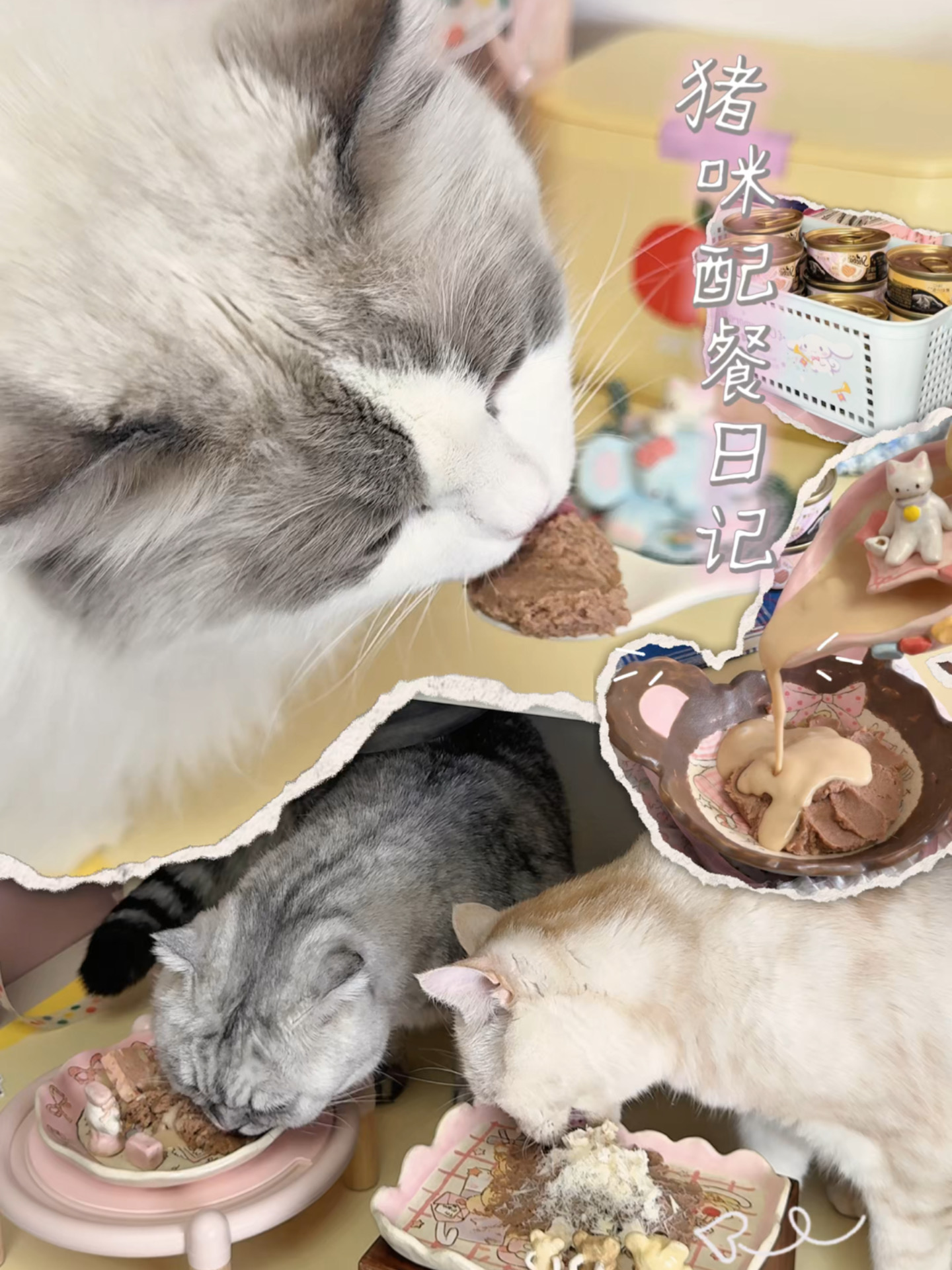 谁懂！我家猪咪终于实现进口罐自由啦！