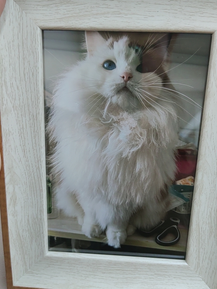 小咪自己的相框