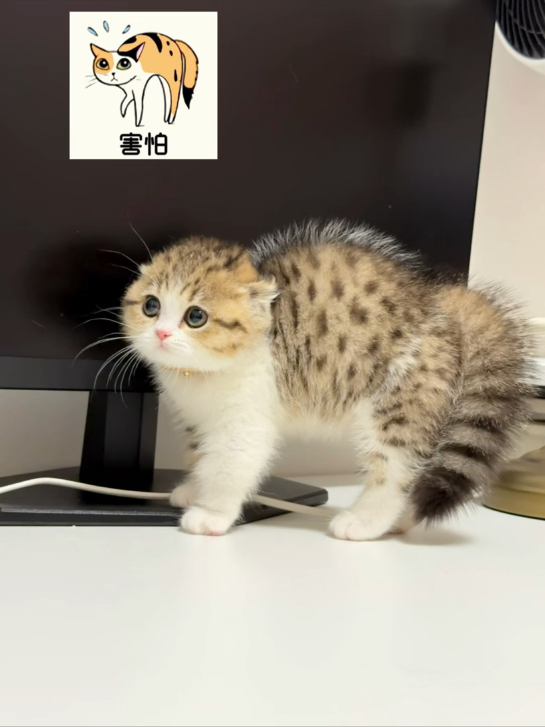 小猫行为图鉴 吓成小海胆了！