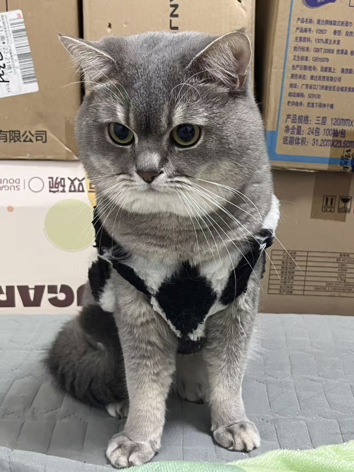 猫猫日记