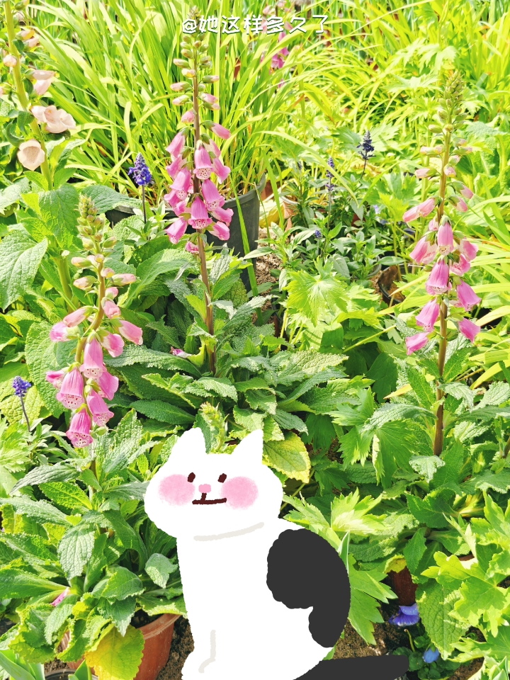 新春快乐，迎接春天